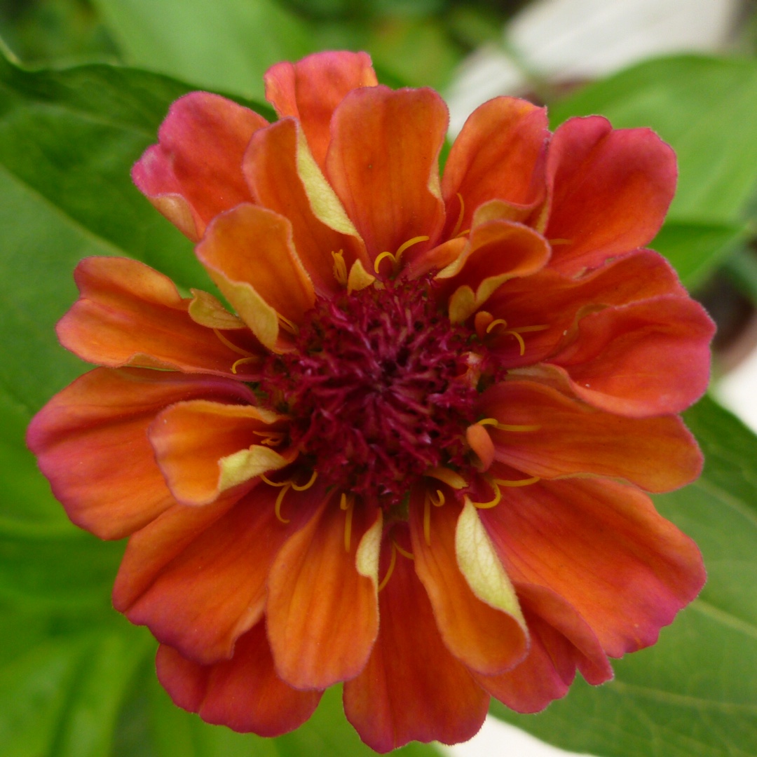 Zinnia Faberge Mix in the GardenTags plant encyclopedia