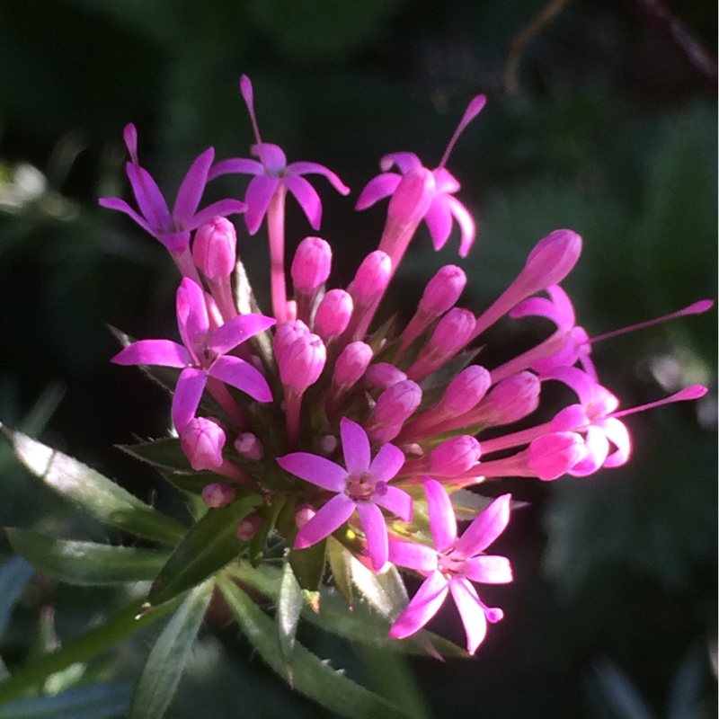 Caucasian Crosswort in the GardenTags plant encyclopedia