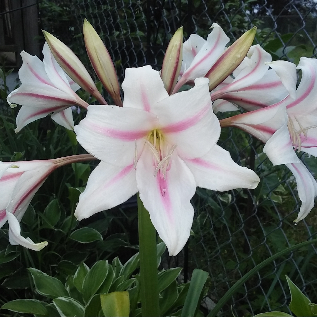 Crinum Masseys Pride in the GardenTags plant encyclopedia