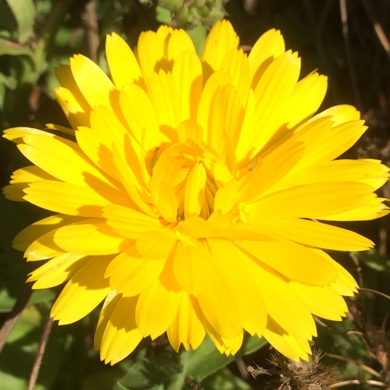 Pot Marigold Chrysantha in the GardenTags plant encyclopedia