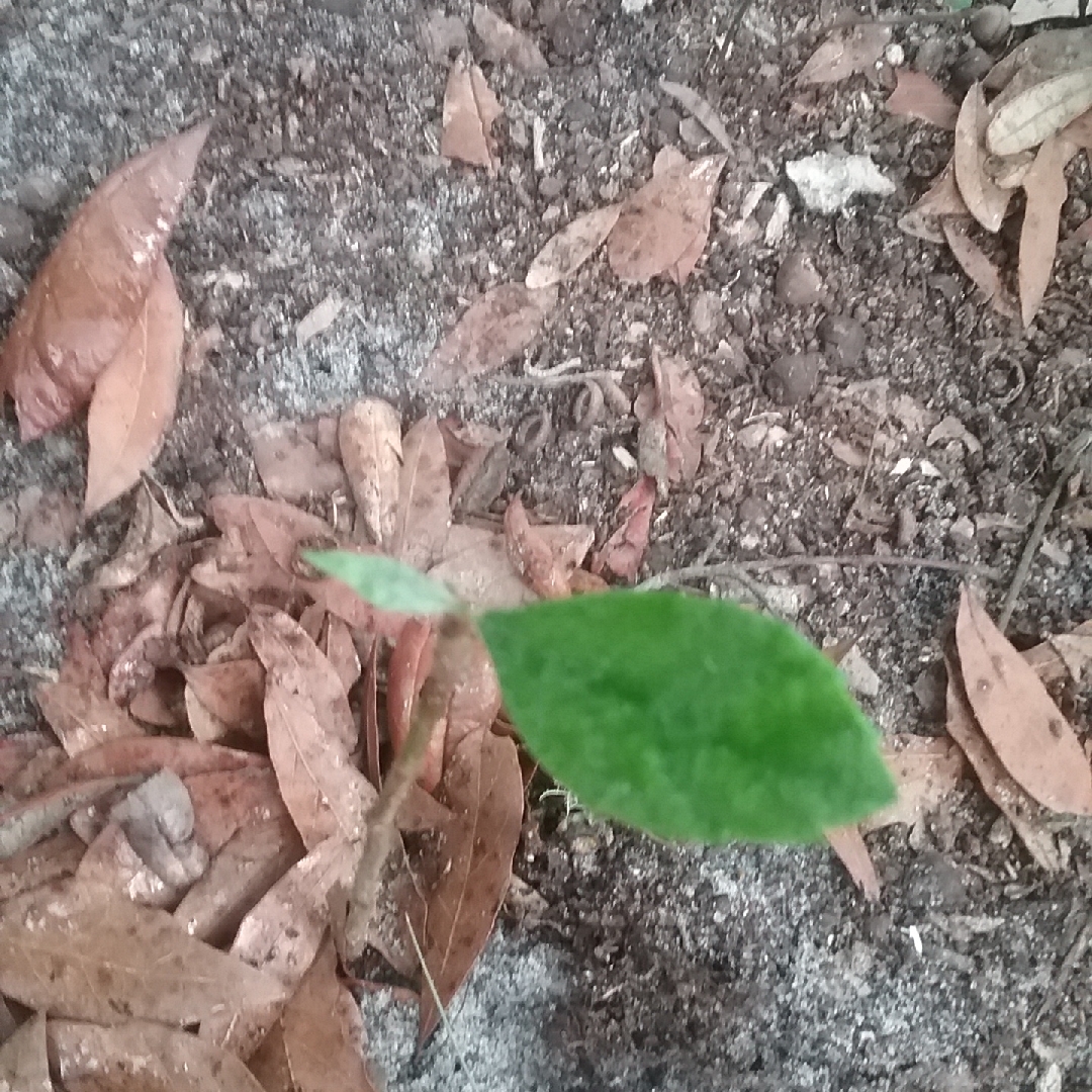 Japanese Plum in the GardenTags plant encyclopedia