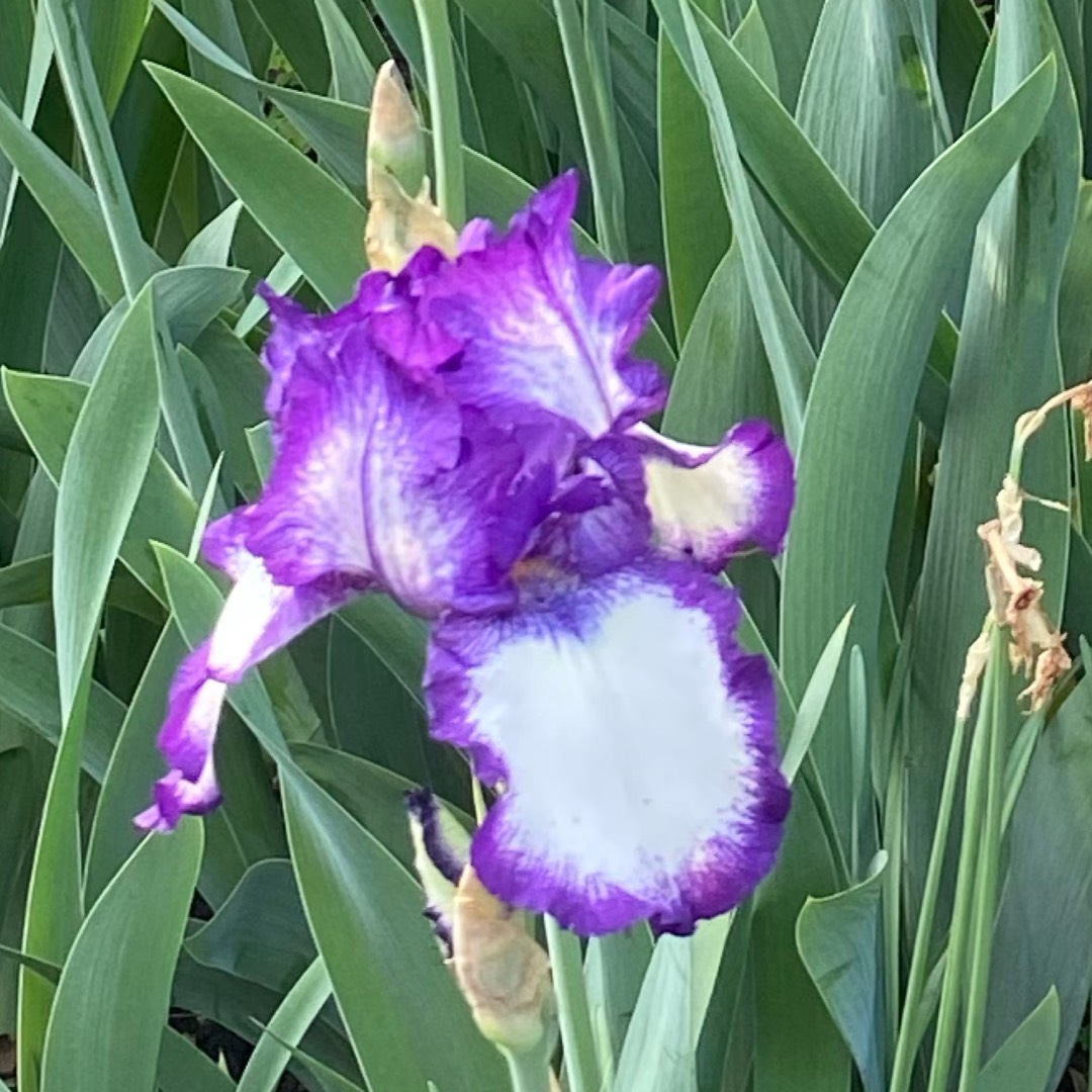 Bearded Iris Conjuration (Tall) in the GardenTags plant encyclopedia