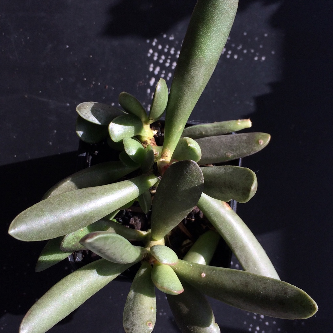 Adromischus poelnitzianus in the GardenTags plant encyclopedia