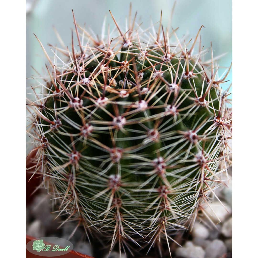 Echinopsis Cactus in the GardenTags plant encyclopedia