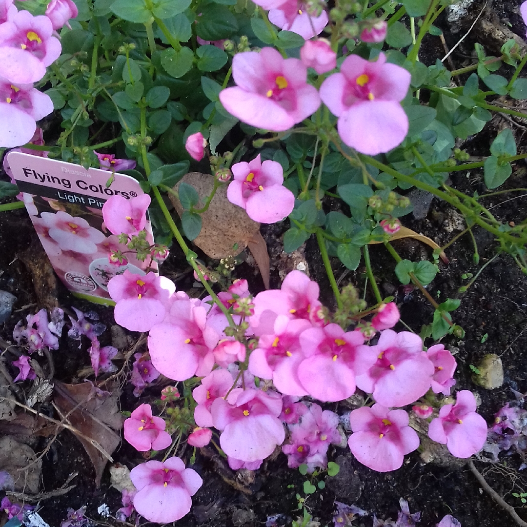 Twinspur Flying Colours Light Pink in the GardenTags plant encyclopedia