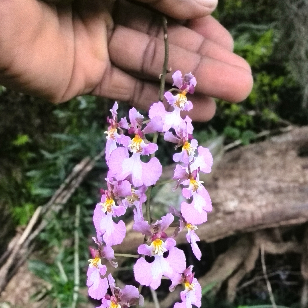 Oncidium orchid online