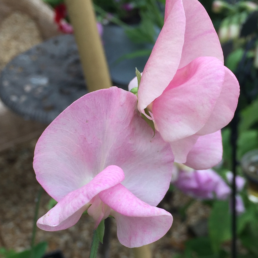 Sweet Pea Fragrantissima (Mix) in the GardenTags plant encyclopedia