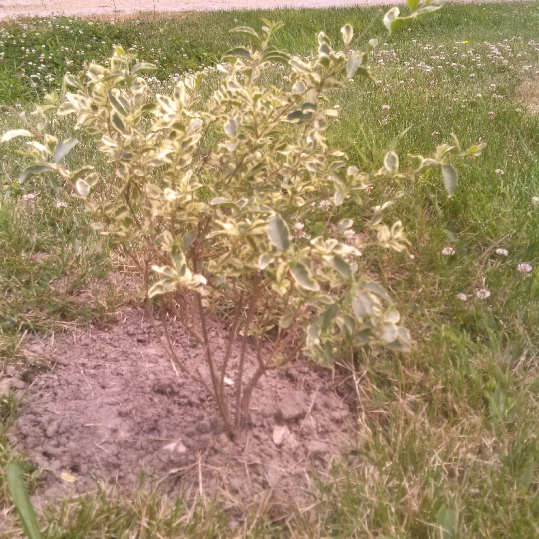 Chinese Privet in the GardenTags plant encyclopedia