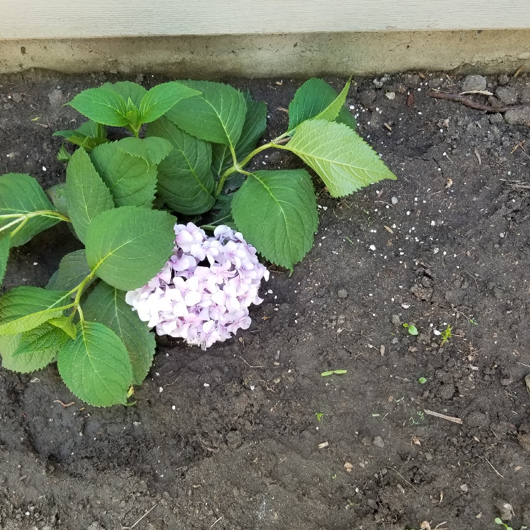 Hydrangea Nikko Blue in the GardenTags plant encyclopedia