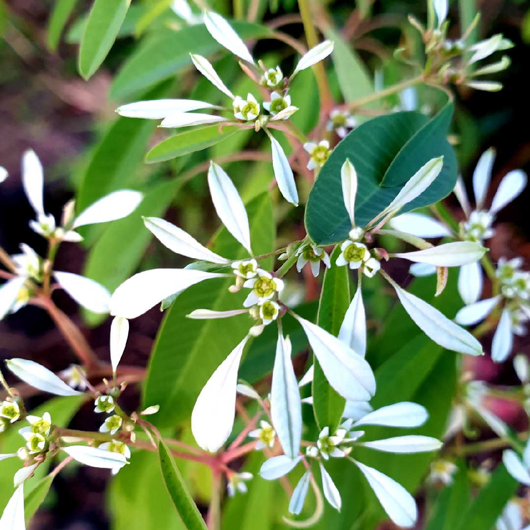 Star Dust White Flash Euphorbia in the GardenTags plant encyclopedia