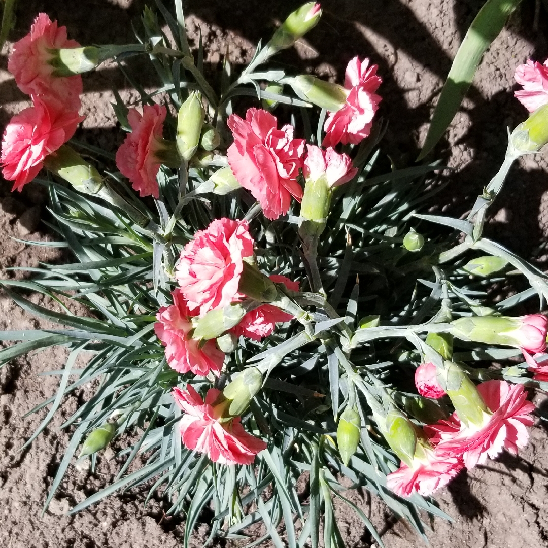 Carnation Rosie cheeks in the GardenTags plant encyclopedia