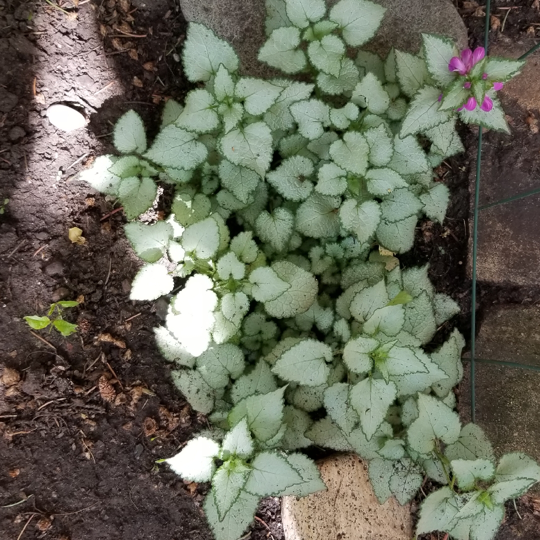 Spotted Dead Nettle Orchid Frost in the GardenTags plant encyclopedia