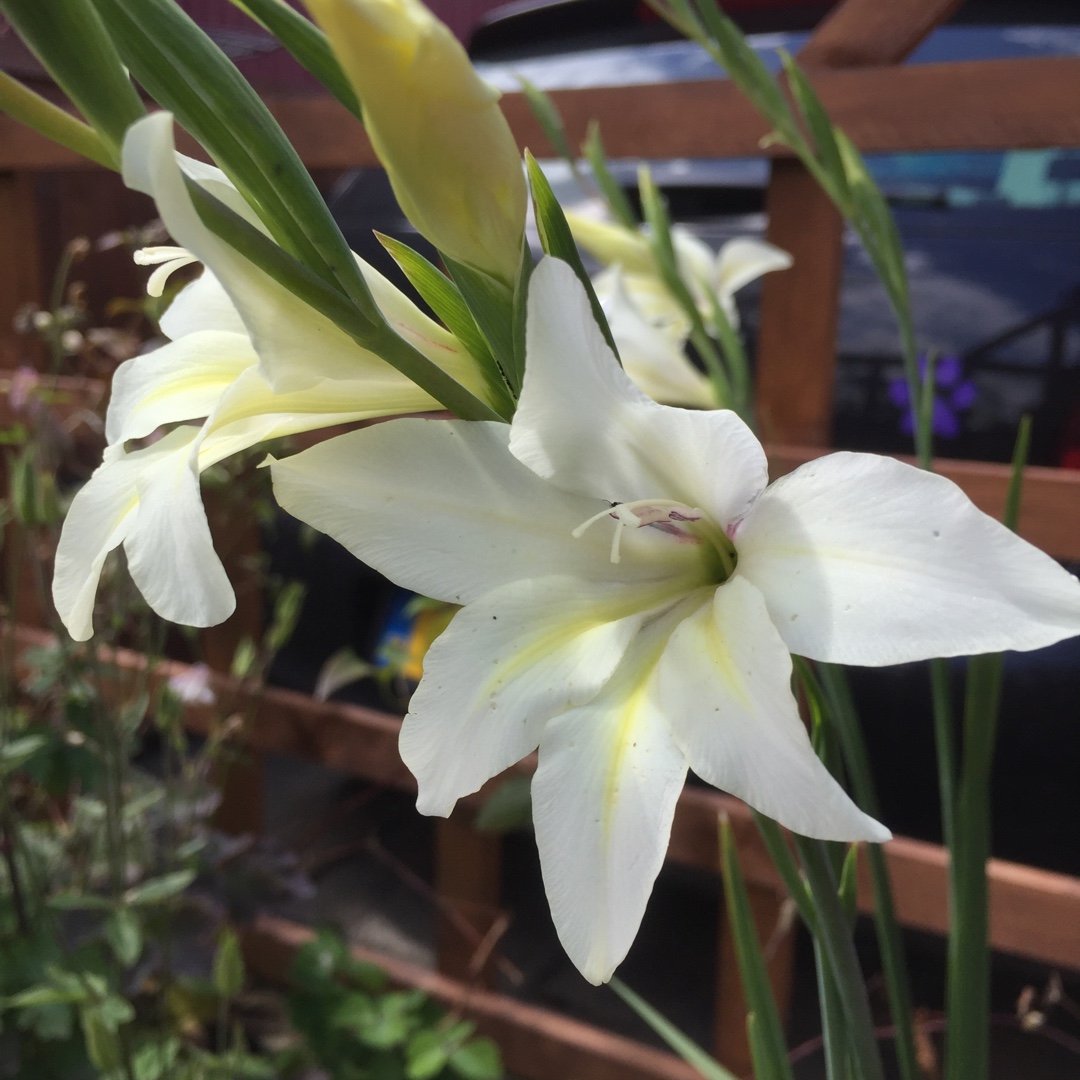 Gladioli Bride (Colvillii) in the GardenTags plant encyclopedia