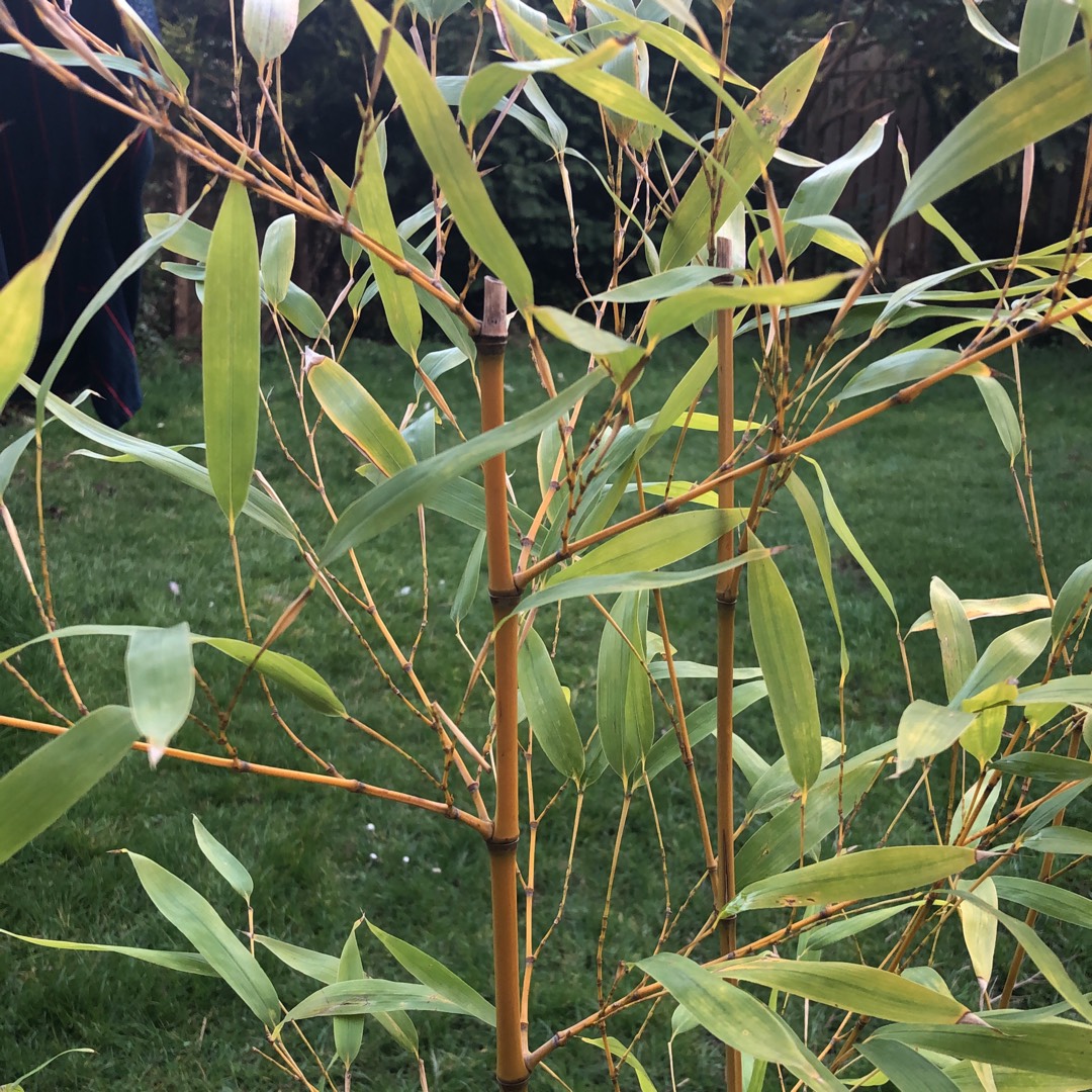 Yellow groove bamboo in the GardenTags plant encyclopedia