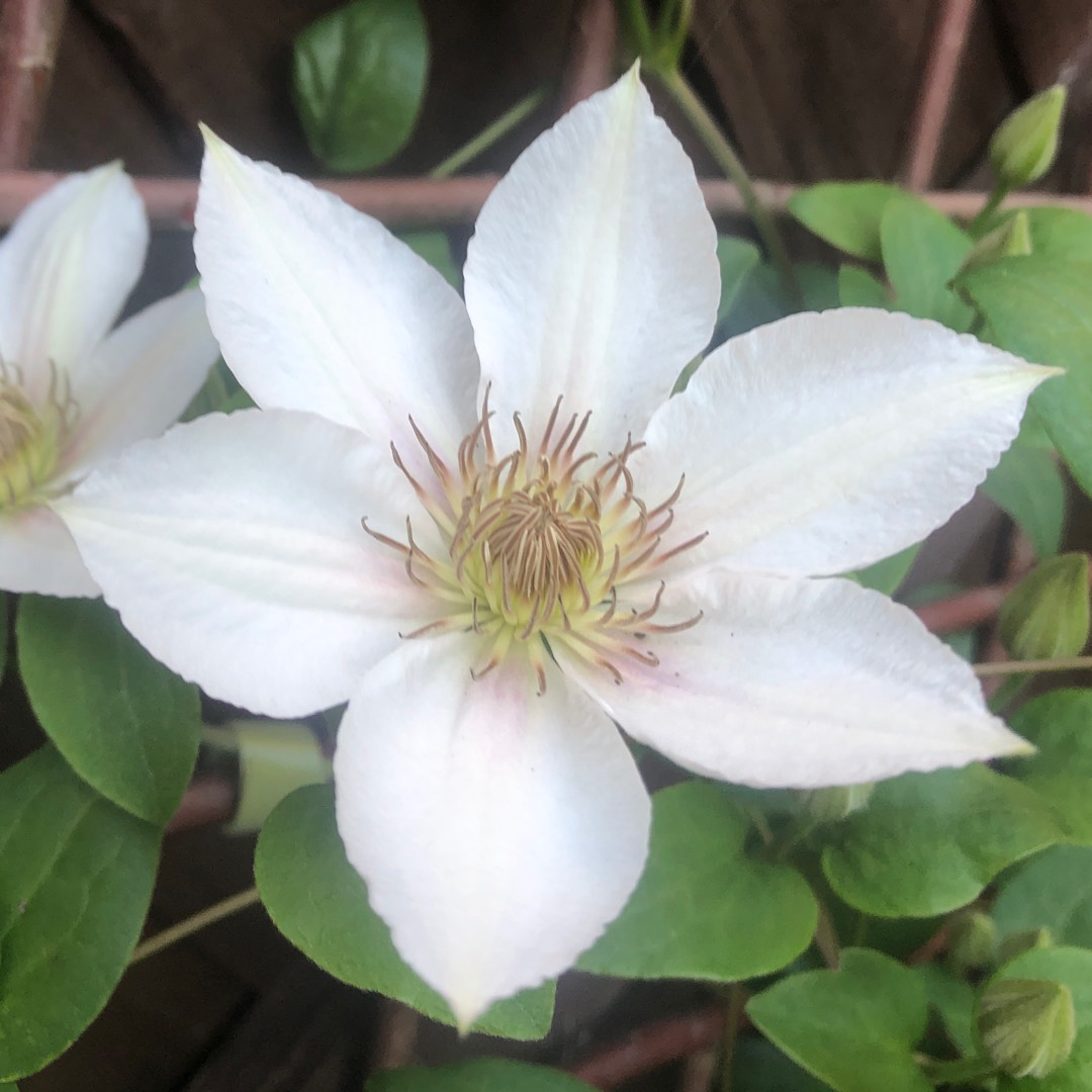 Clematis Corinne in the GardenTags plant encyclopedia