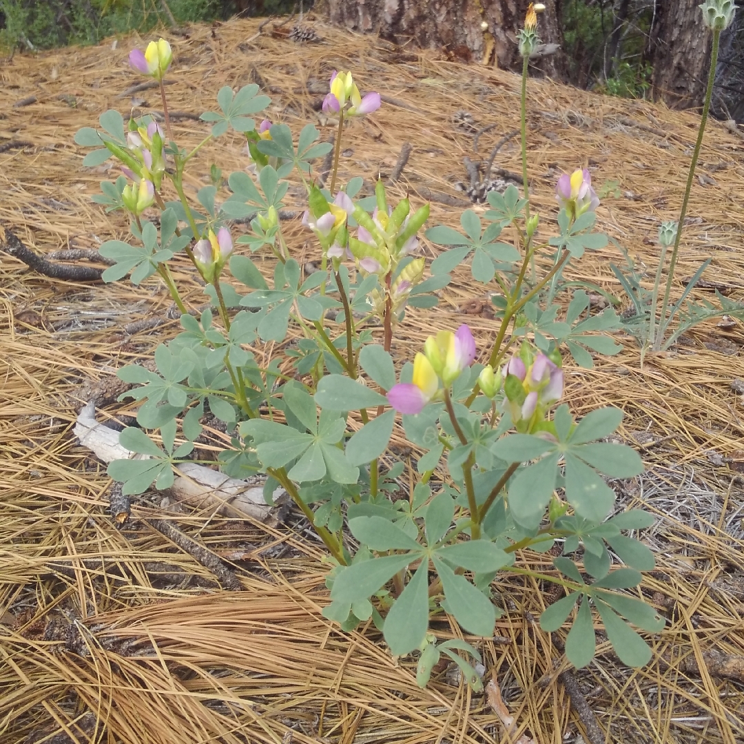 Harlequin Lupine in the GardenTags plant encyclopedia