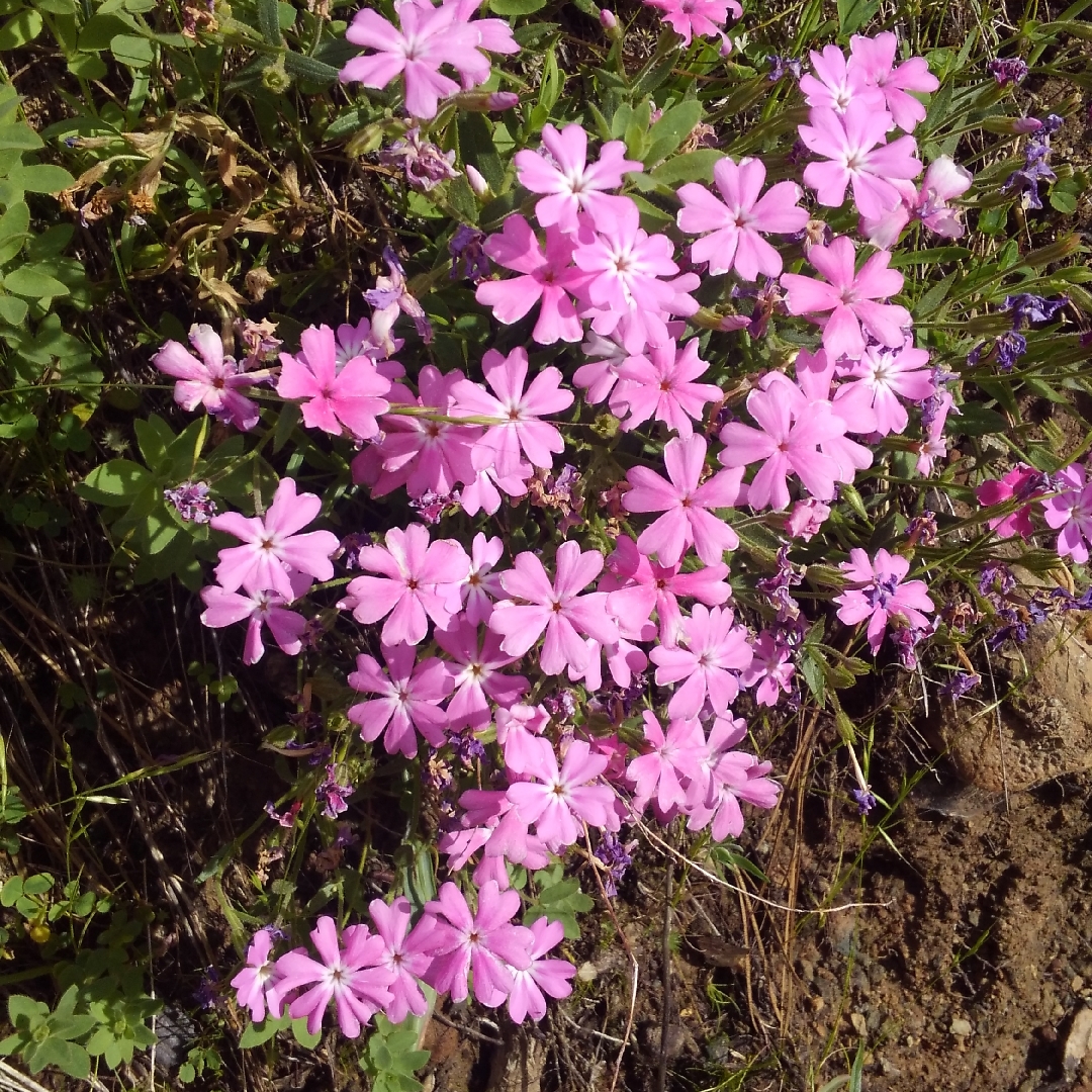 Tufted Phlox in the GardenTags plant encyclopedia