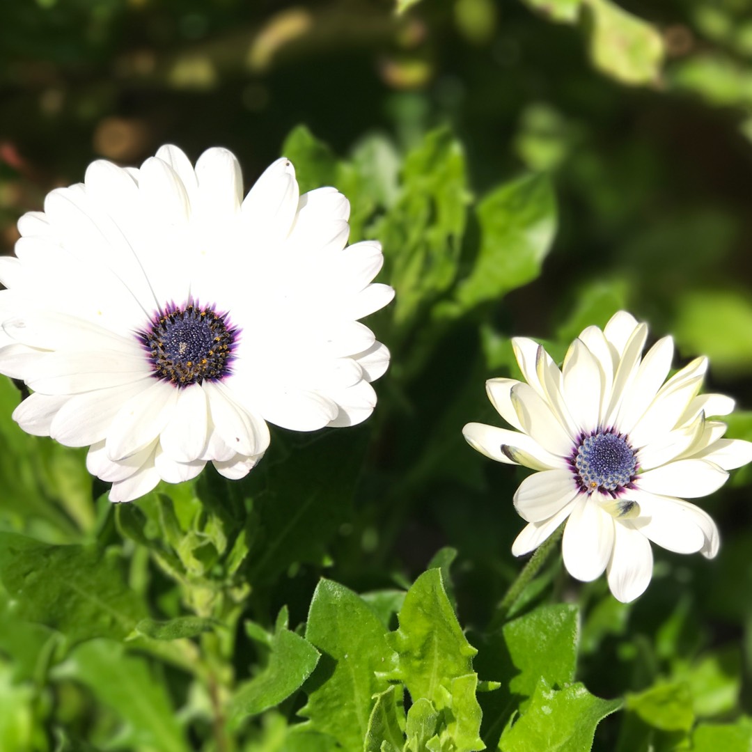 Osteospermum Flowerpower Ice White in the GardenTags plant encyclopedia