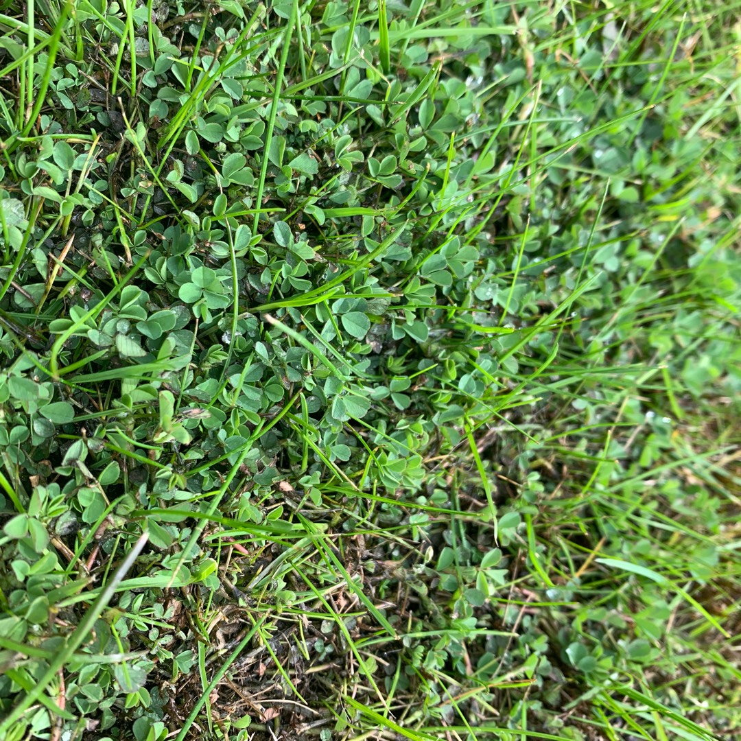 Lesser Trefoil in the GardenTags plant encyclopedia