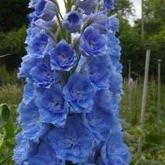 Delphinium Skyline in the GardenTags plant encyclopedia