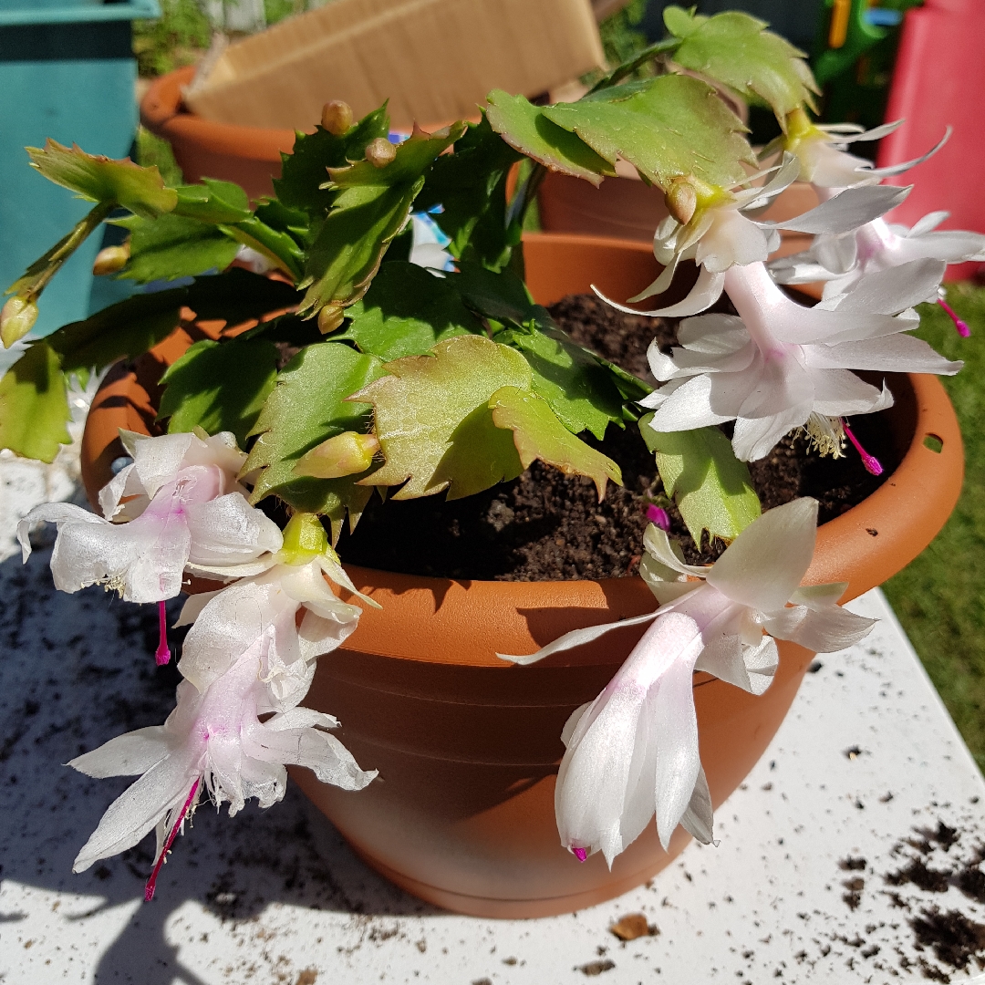 Zygocactus Novembro in the GardenTags plant encyclopedia