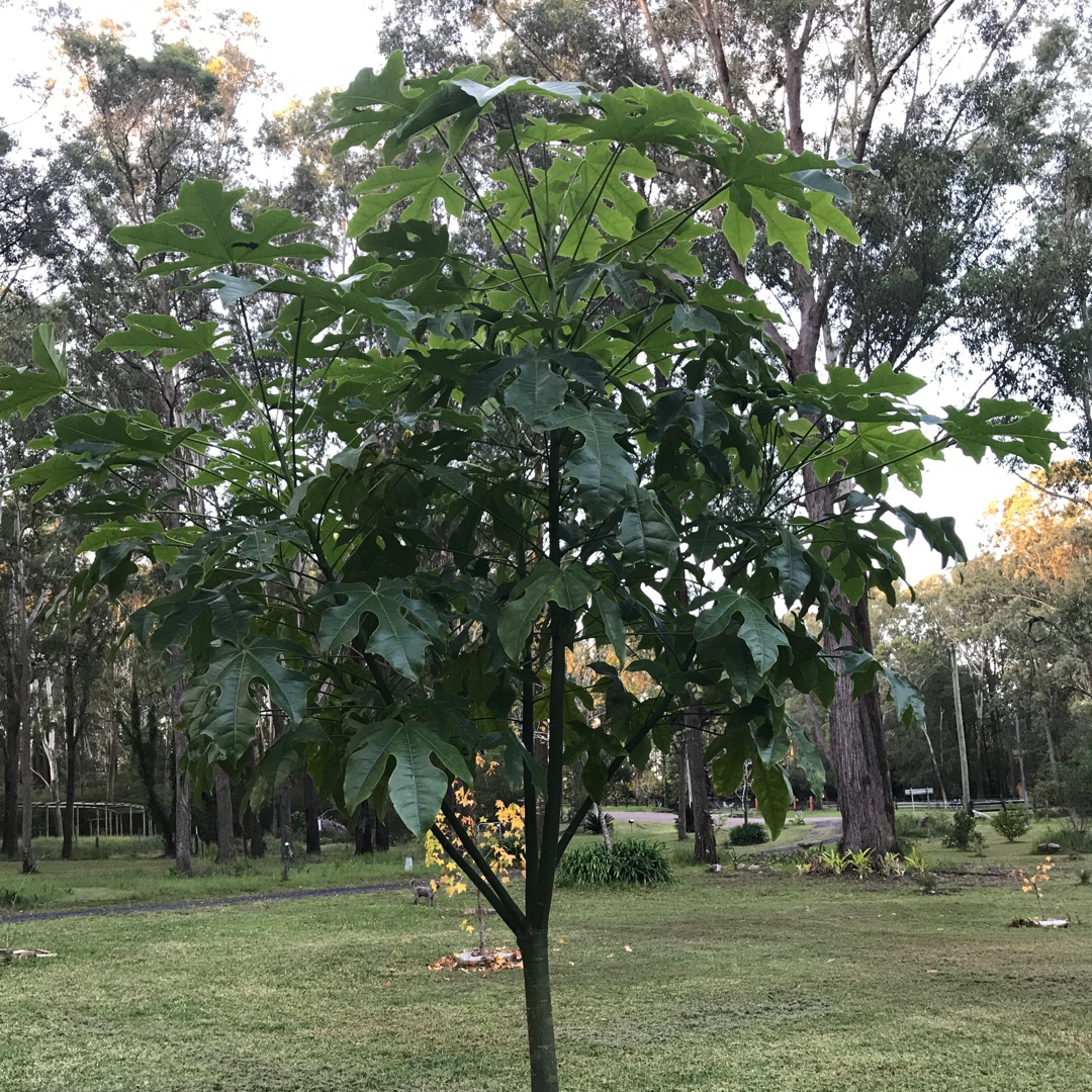 Flame Tree in the GardenTags plant encyclopedia