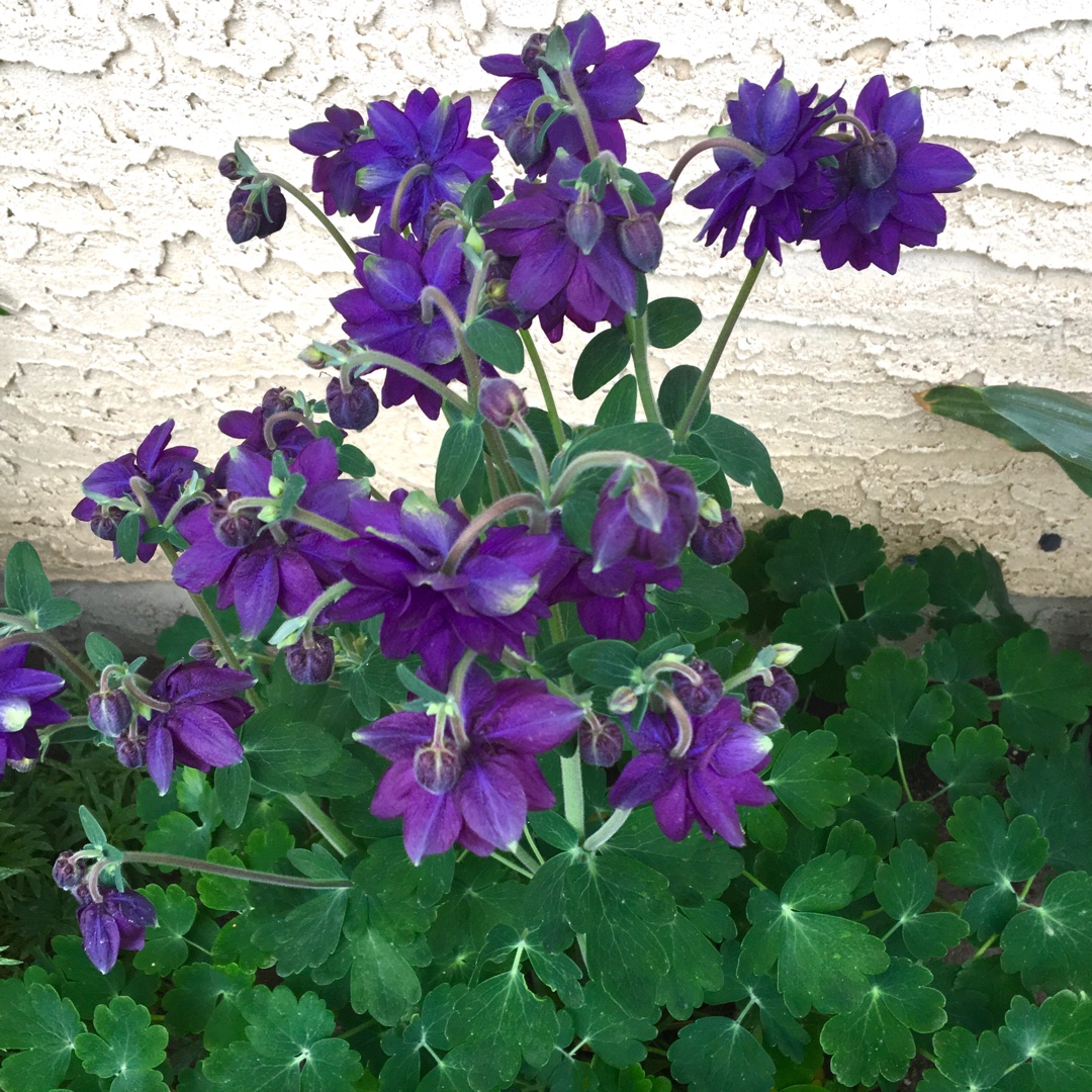 Columbine Blue Barlow in the GardenTags plant encyclopedia