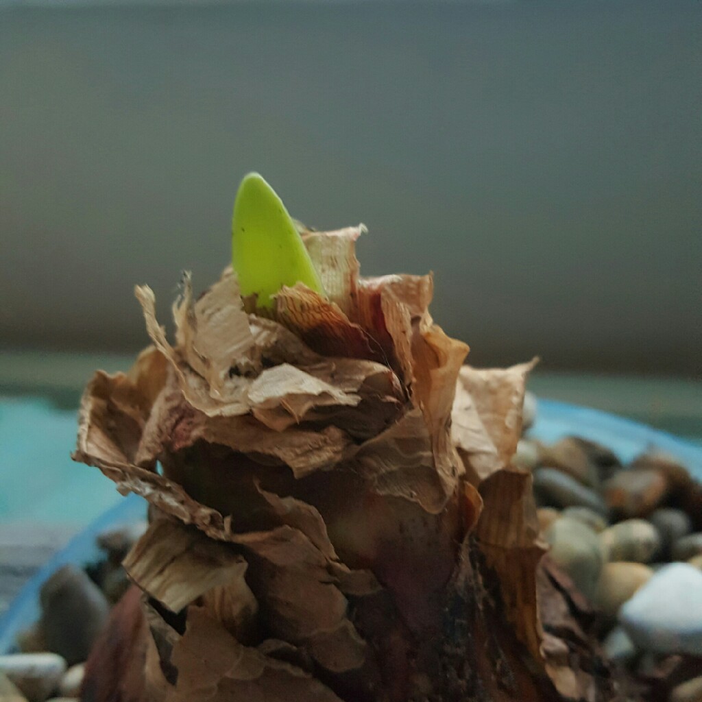 Hippeastrum Candy Floss in the GardenTags plant encyclopedia