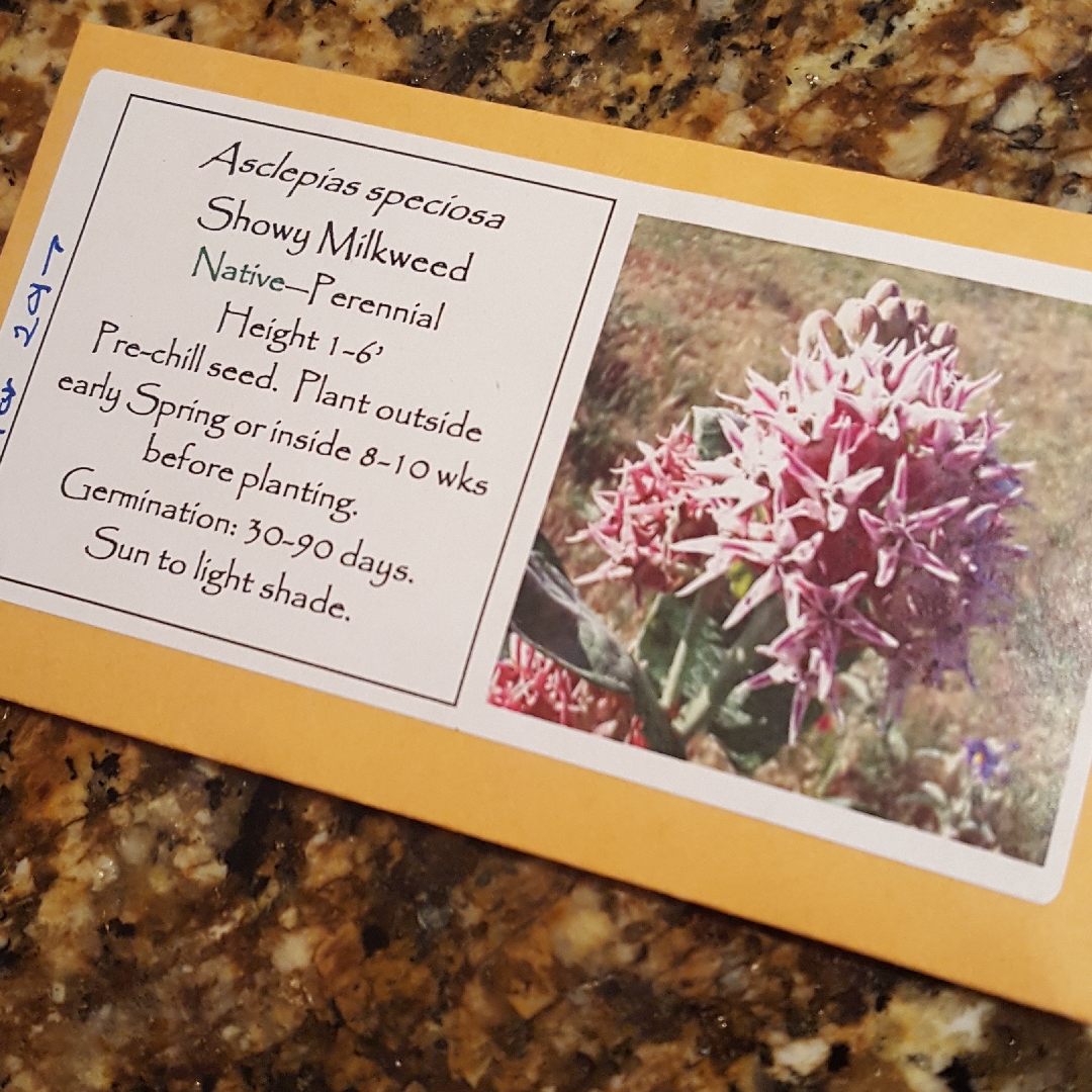 Showy Milkweed in the GardenTags plant encyclopedia