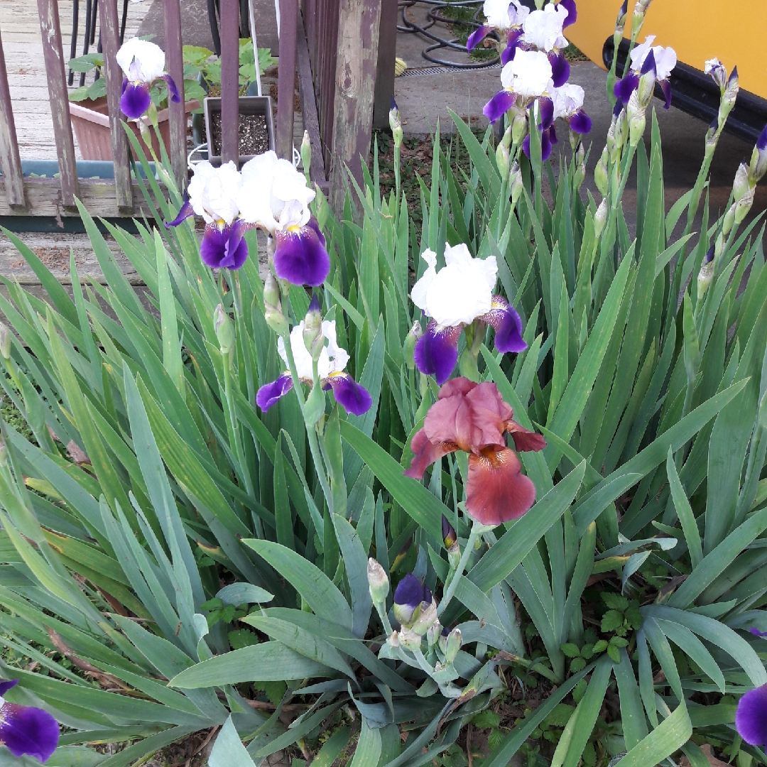 Bearded Iris Before The Storm (Tall) in the GardenTags plant encyclopedia