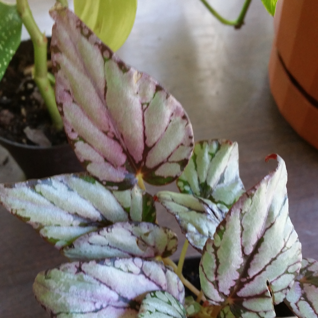 Rex Begonia Flamenco in the GardenTags plant encyclopedia