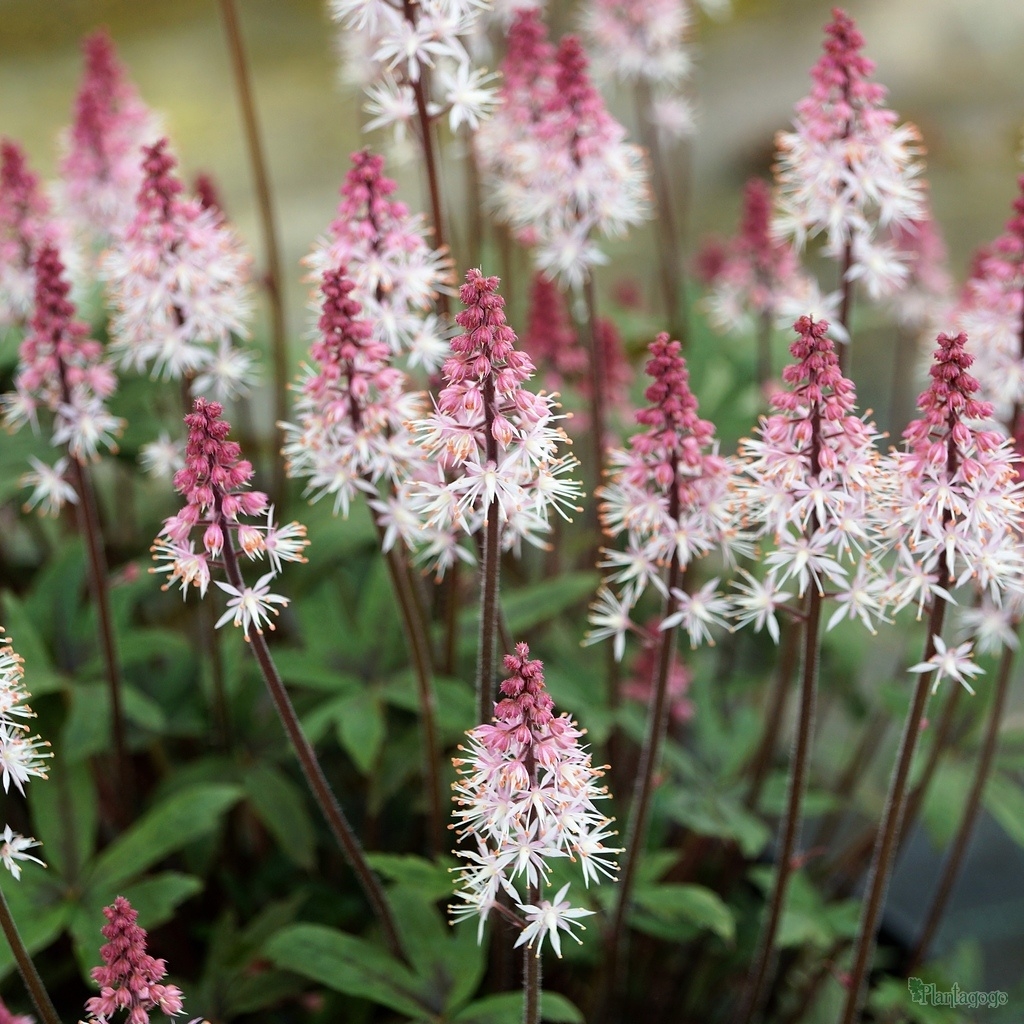 Foamflower Raspberry Sundae in the GardenTags plant encyclopedia