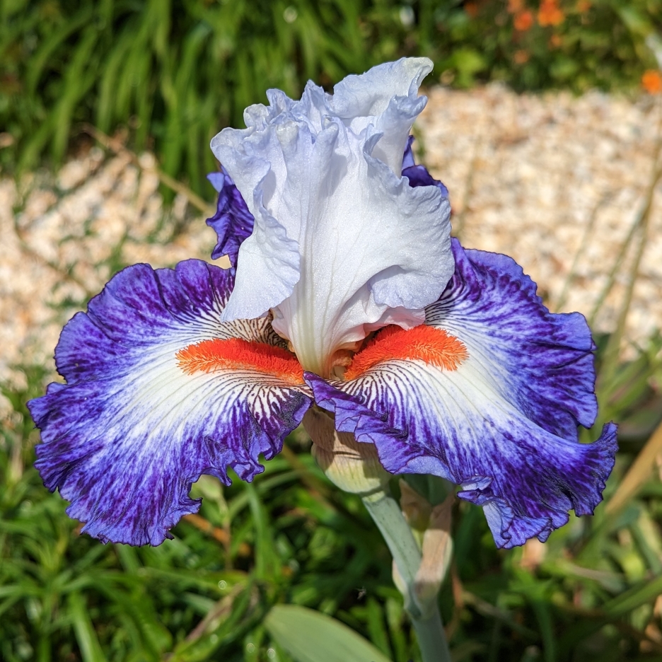 Bearded Iris Gypsy Lord (Tall) in the GardenTags plant encyclopedia