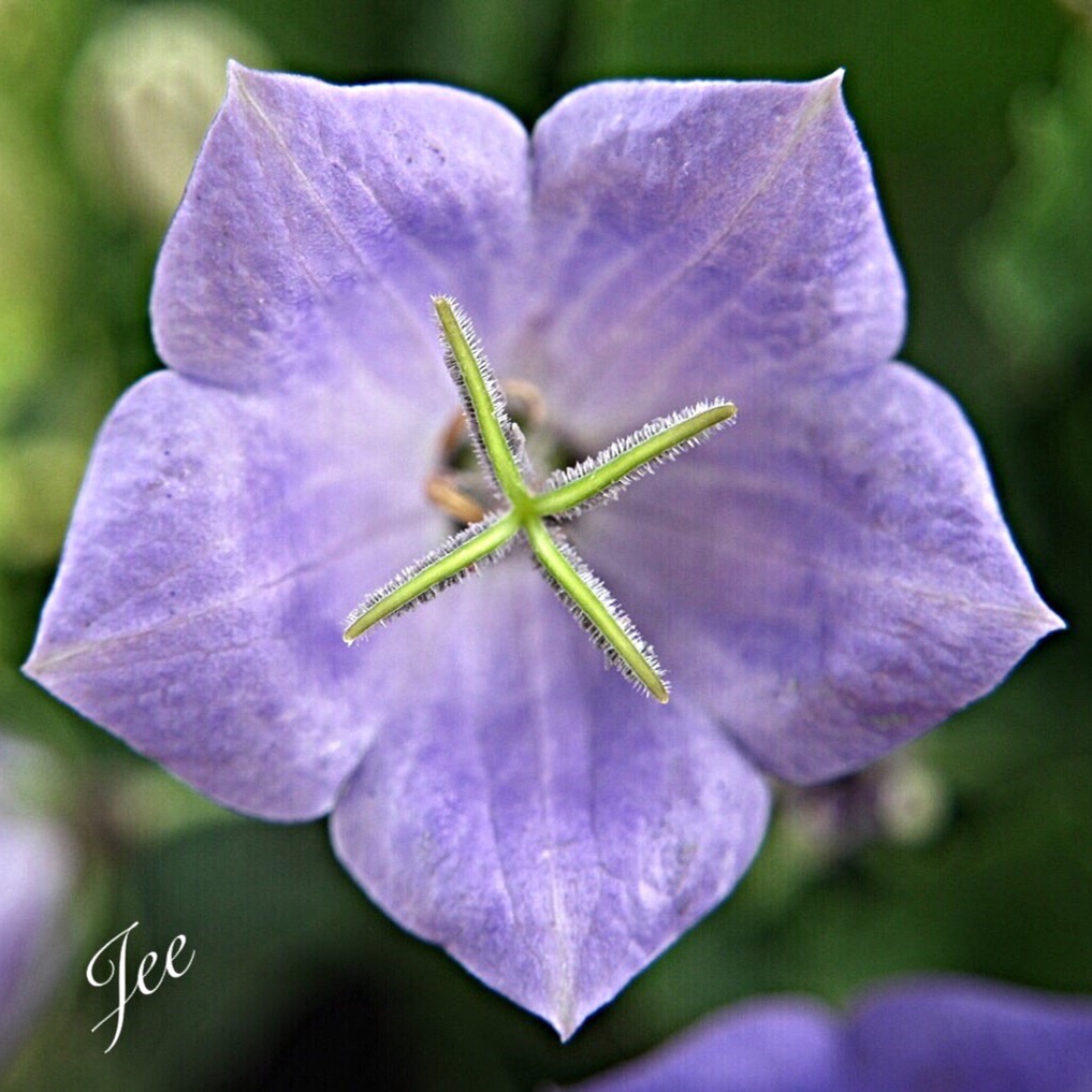 Bellflower Blue Bell in the GardenTags plant encyclopedia