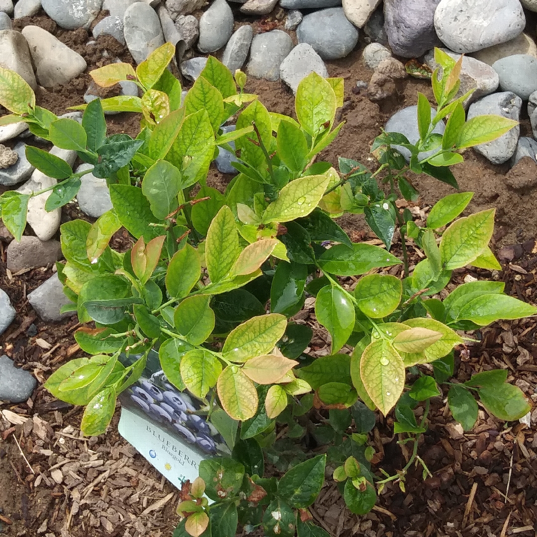 Blueberry Bluegold in the GardenTags plant encyclopedia