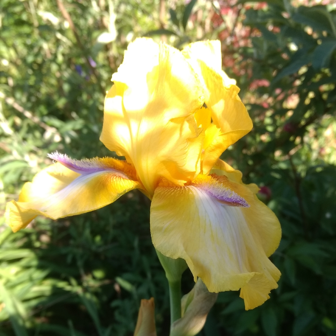 Bearded Iris Sky Hooks (Tall) in the GardenTags plant encyclopedia