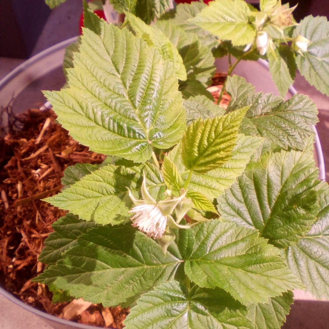 Raspberry Latham in the GardenTags plant encyclopedia