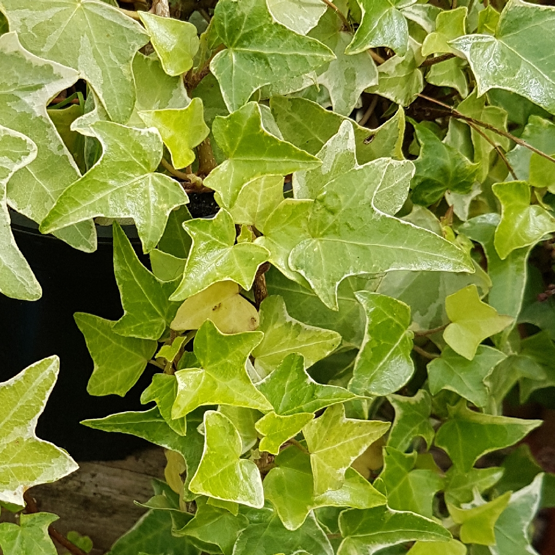 Ivy Ester in the GardenTags plant encyclopedia