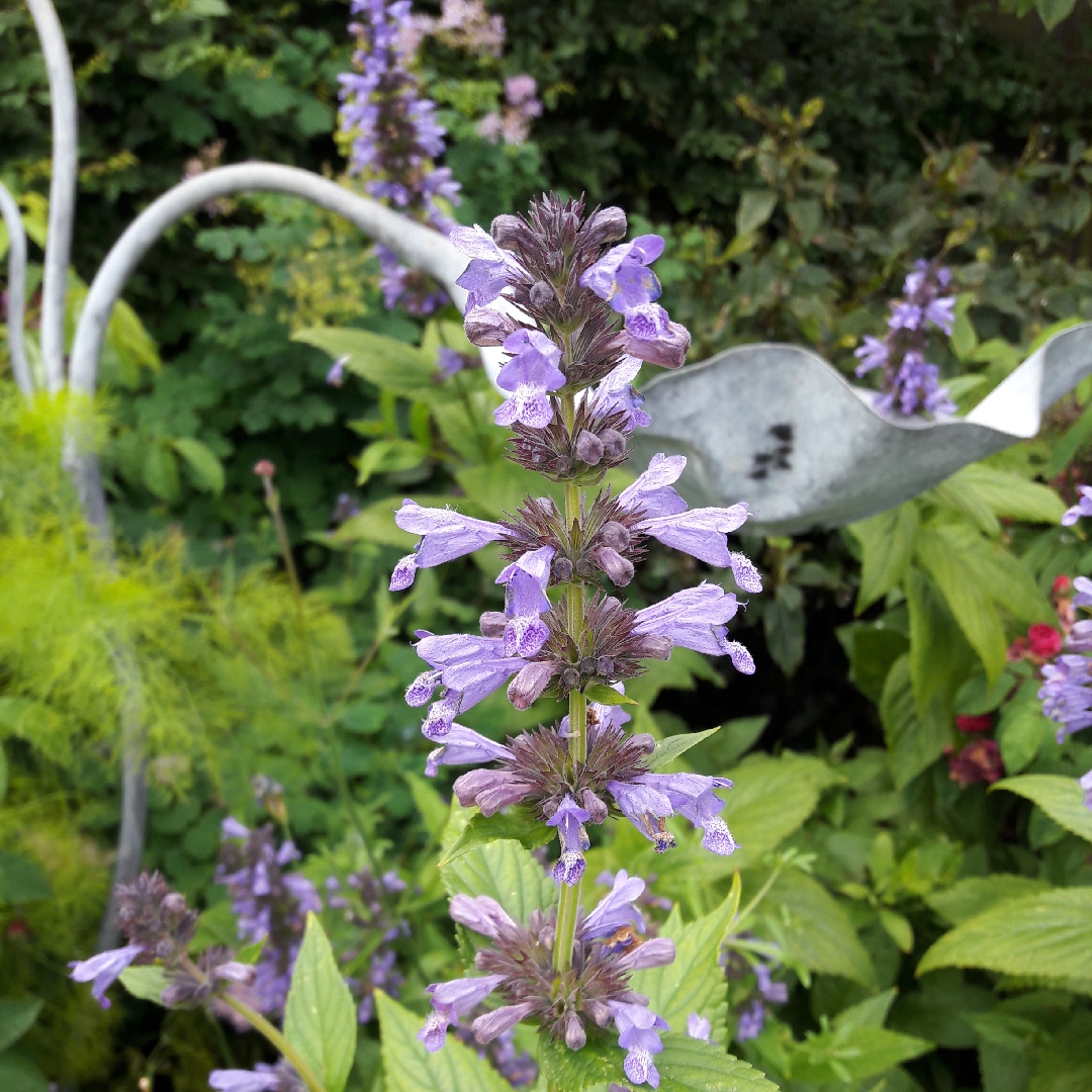 Catmint in the GardenTags plant encyclopedia