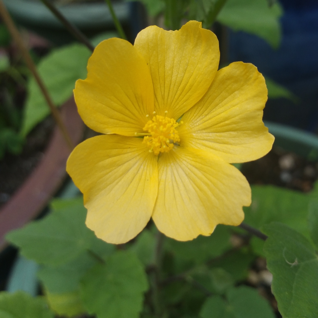 Sweet Forest Abutilon in the GardenTags plant encyclopedia