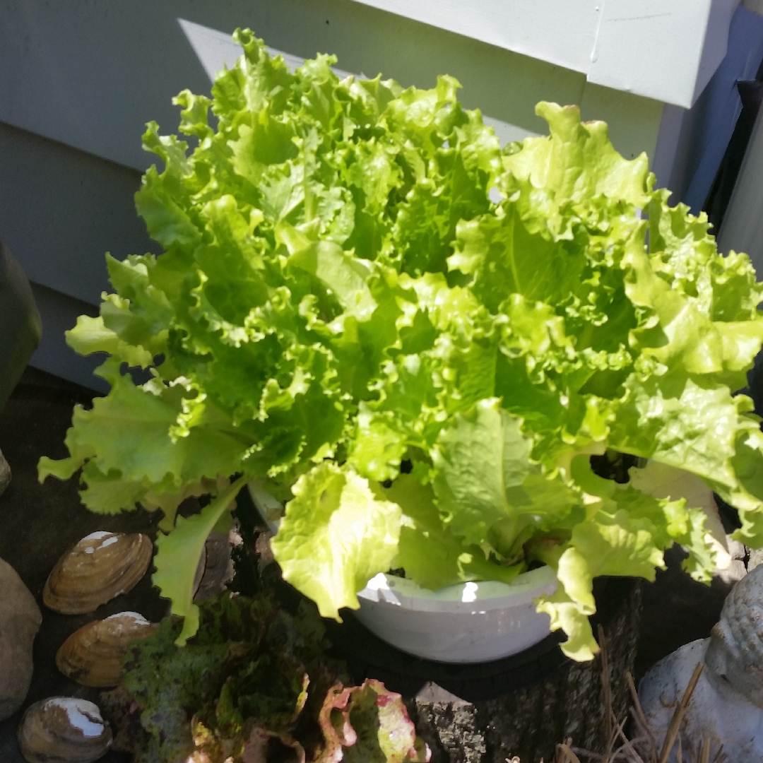 Lettuce Grand Rapids (Loose Leaf) in the GardenTags plant encyclopedia