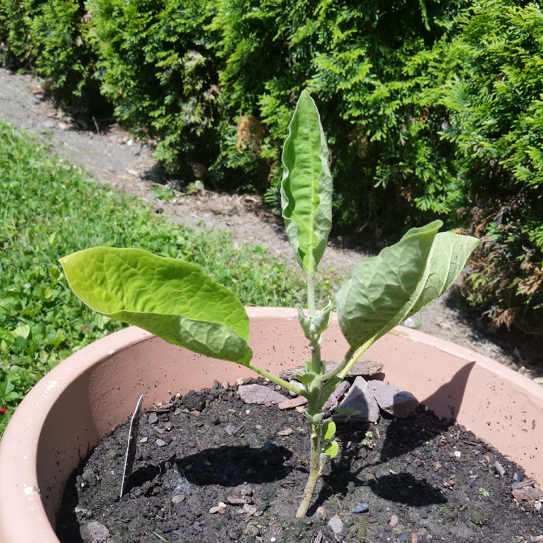 Aubergine Ghostbuster in the GardenTags plant encyclopedia