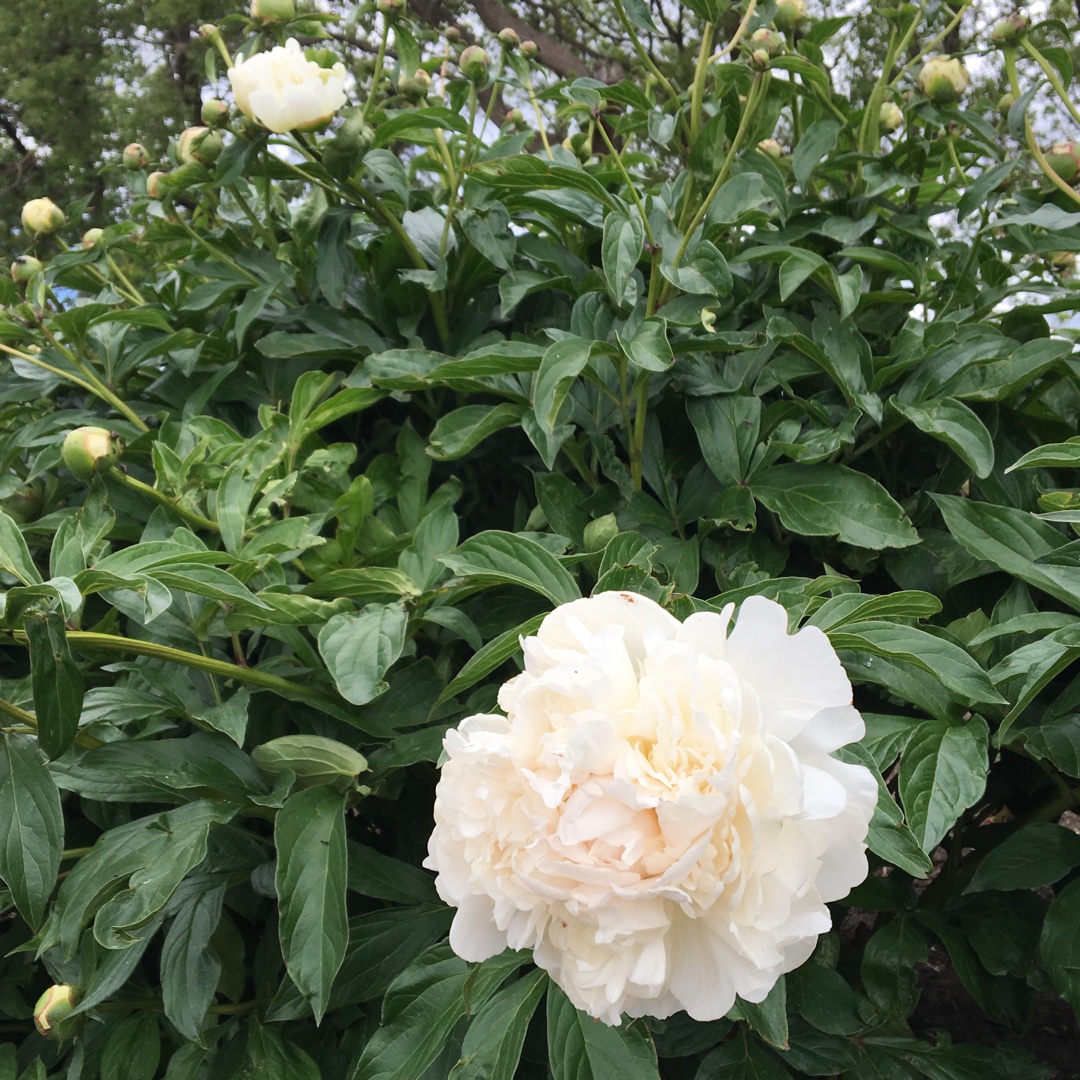 Peony Lady Alexandra Duff (Herbaceous) in the GardenTags plant encyclopedia