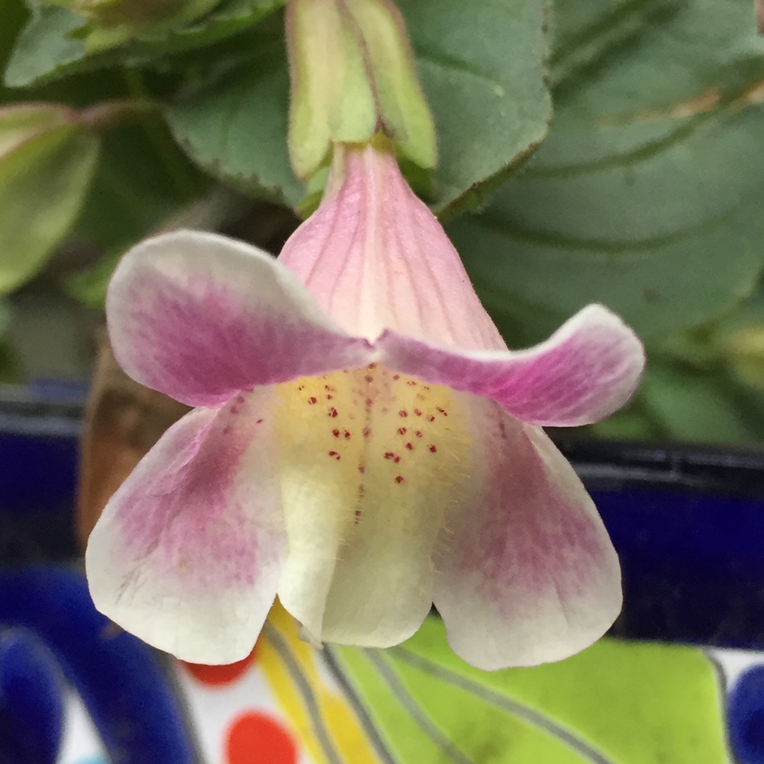 Monkey Flower Mega Spunky Monkey in the GardenTags plant encyclopedia