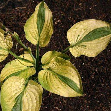 Plantain Lily Moon Split in the GardenTags plant encyclopedia