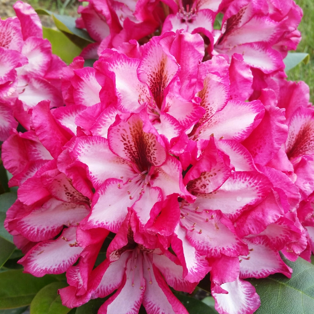 RhododendronPomegranateSplash in the GardenTags plant encyclopedia