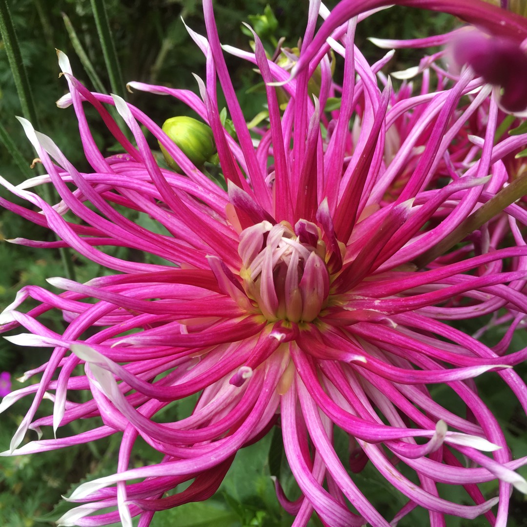 Dahlia Hollyhill Spiderwoman in the GardenTags plant encyclopedia