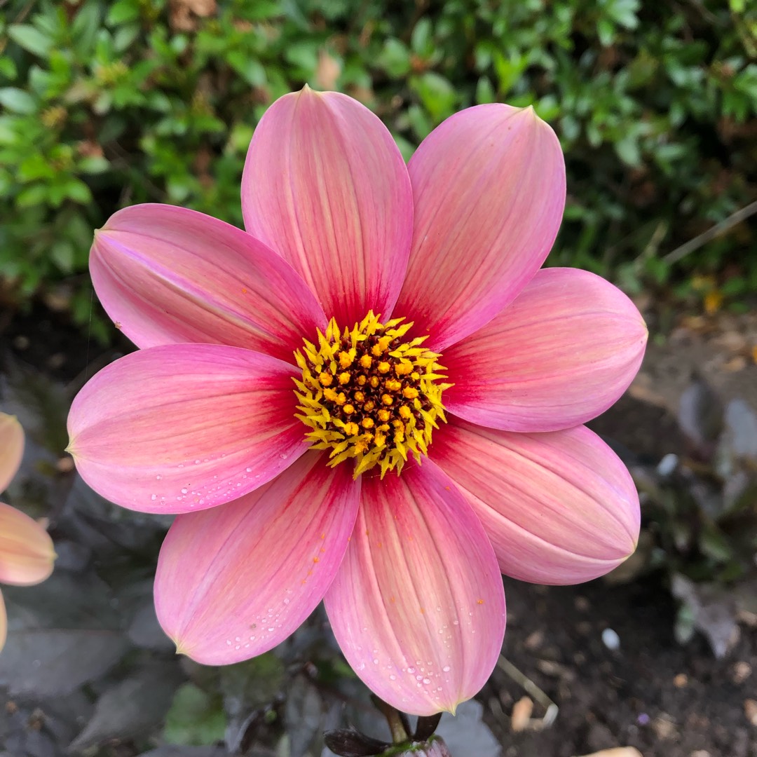 Dahlia Happy Single™ Kiss in the GardenTags plant encyclopedia