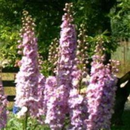 Delphinium Astolat in the GardenTags plant encyclopedia