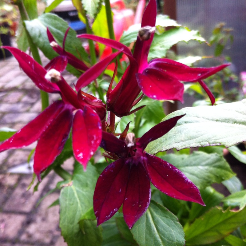 Lobelia Fan Burgundy in the GardenTags plant encyclopedia